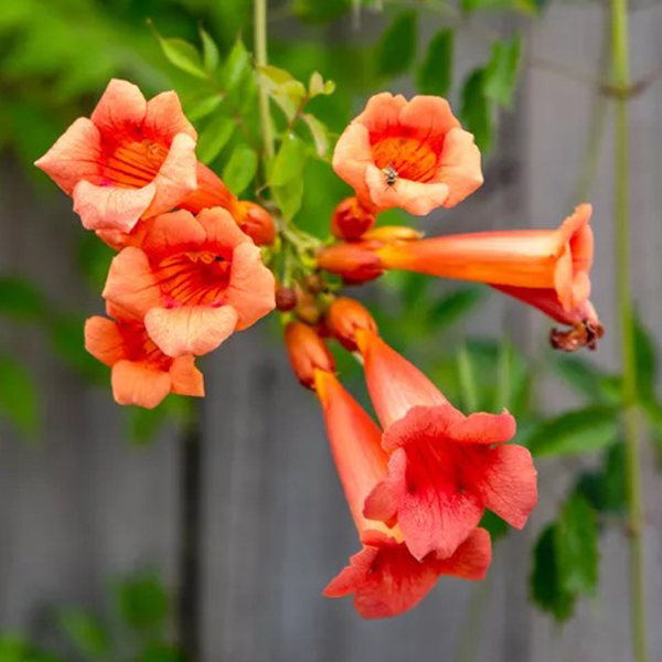 آموزش قلمه زدن و تکثیر پیچک اناری